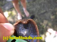 /home//u458753944/public_html/sourcegallery//Insects and small critters/slugs snails leaches (Gastropoda and Annelida)/DSCN8377.JPG